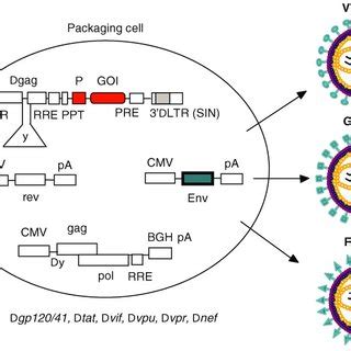 lv encoding|Recent Advances in Lentiviral Vector Development and Applications.